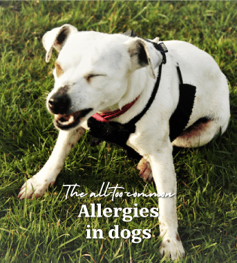 Allergies In Dogs: The All-Too-Common Issue