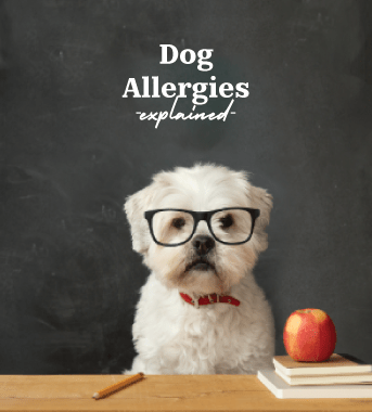 Dog Allergies - Explained