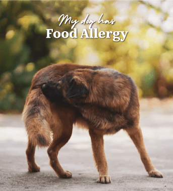 MY DOG HAS FOOD ALLERGIES?