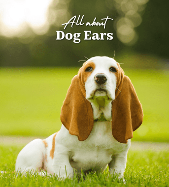 What do we know about dog's ears?