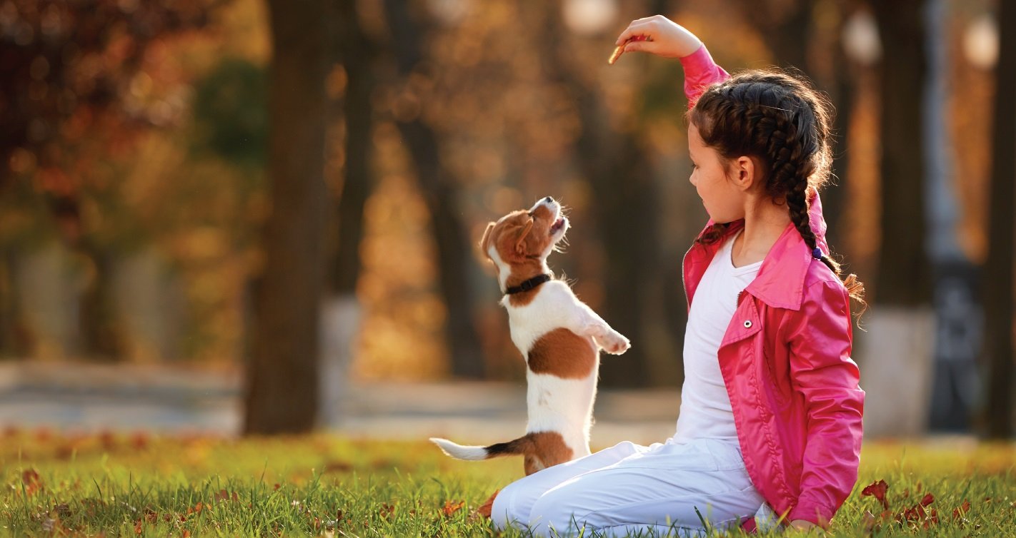 Buy Greedy Dog Digestion BBQ Smoke Chicken Formula80g Pets Global Singapore Online Shopping