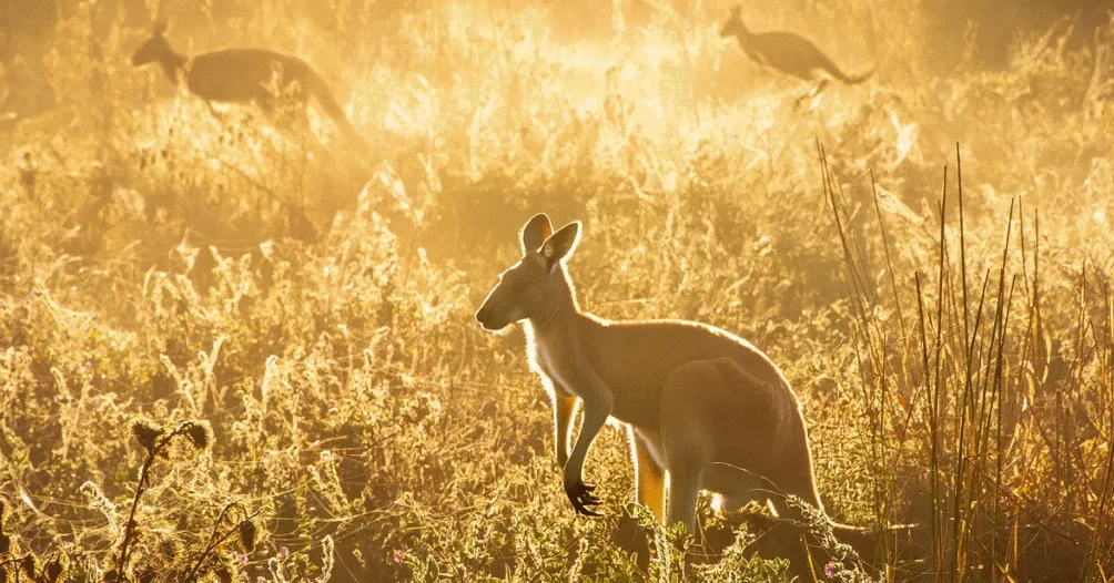 Why Kangaroo Protein