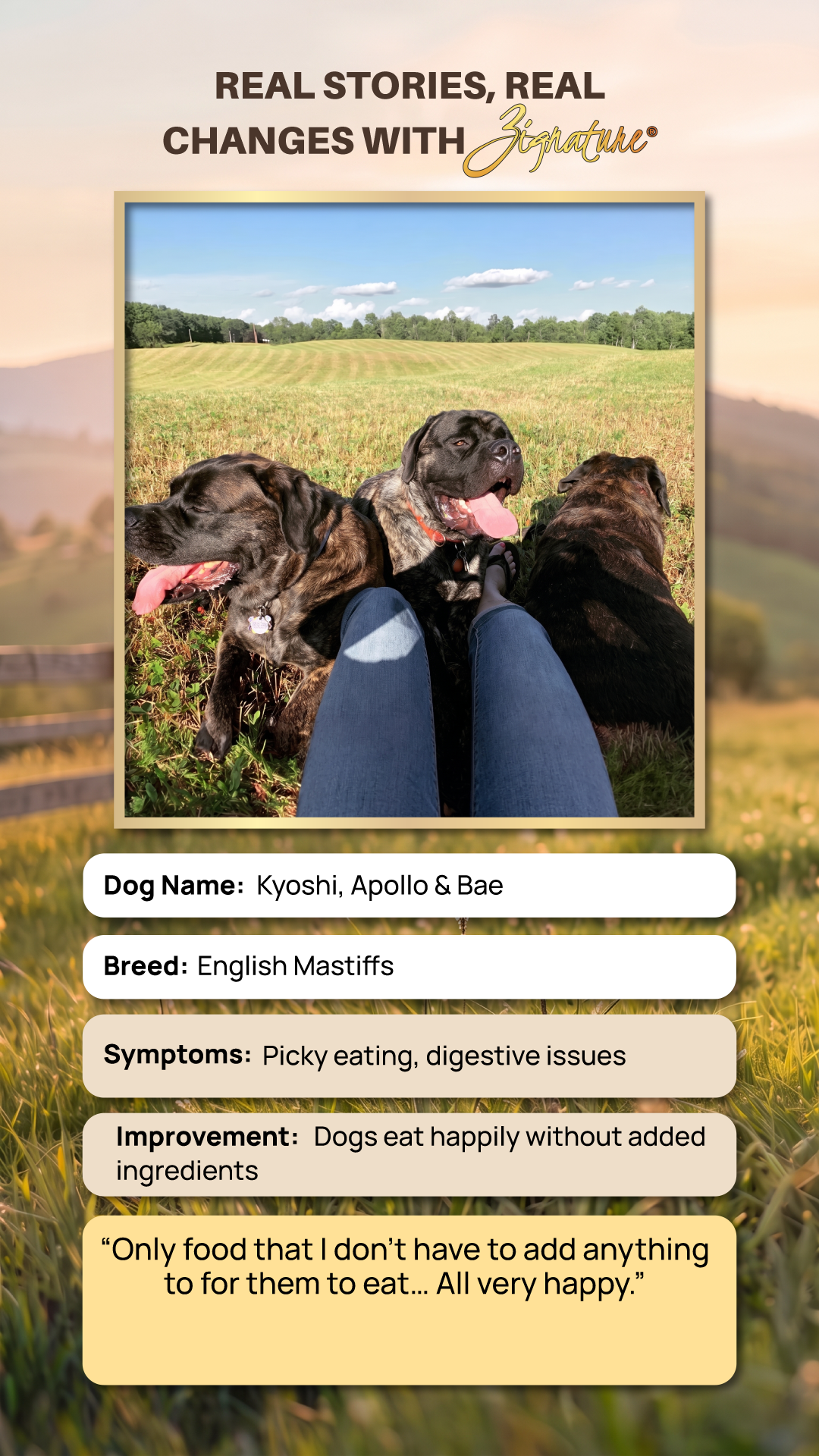 high quality dog food